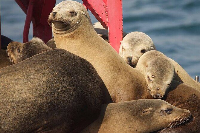 Long Beach Harbor 45-Minute Boat Tour - Why this $15 harbor cruise fits real itineraries