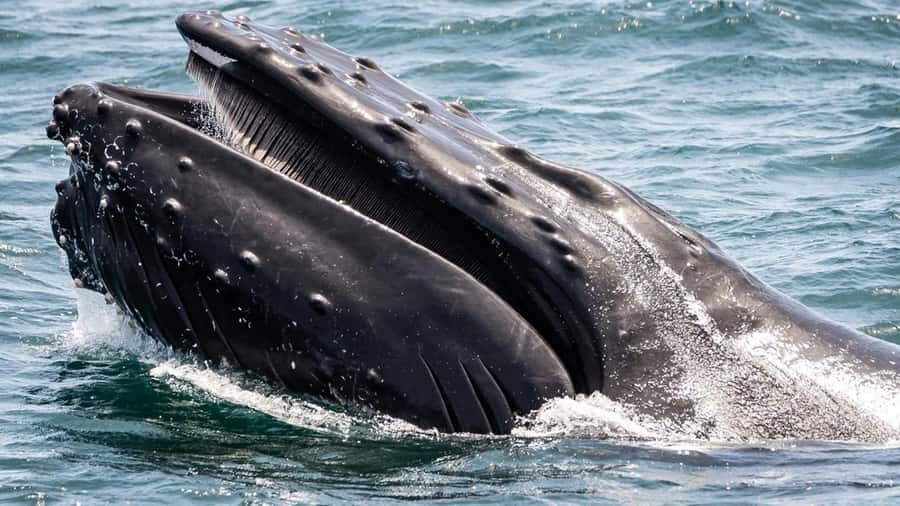 Long Beach: Whale and Dolphin Watching Cruise - Price and value: is $45 a fair deal for wildlife watching?