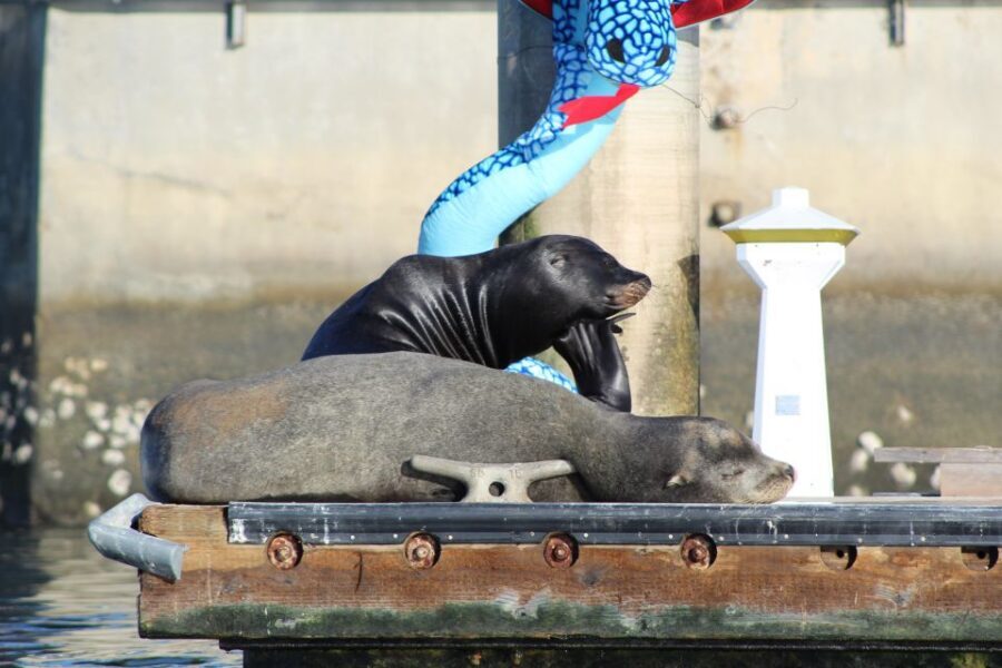 Marina Del Rey: Kayak and Paddleboard Tour with Sea Lions - Gliding Toward the Marina’s Main Channel