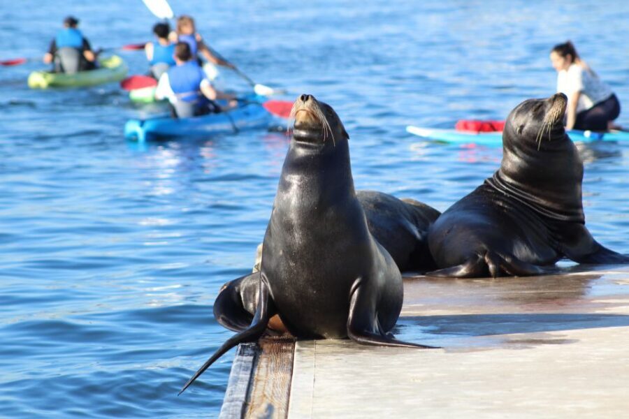 Marina Del Rey: Kayak and Paddleboard Tour with Sea Lions - Wildlife Spotting Isn’t Random Here: Sea Lions Up Close